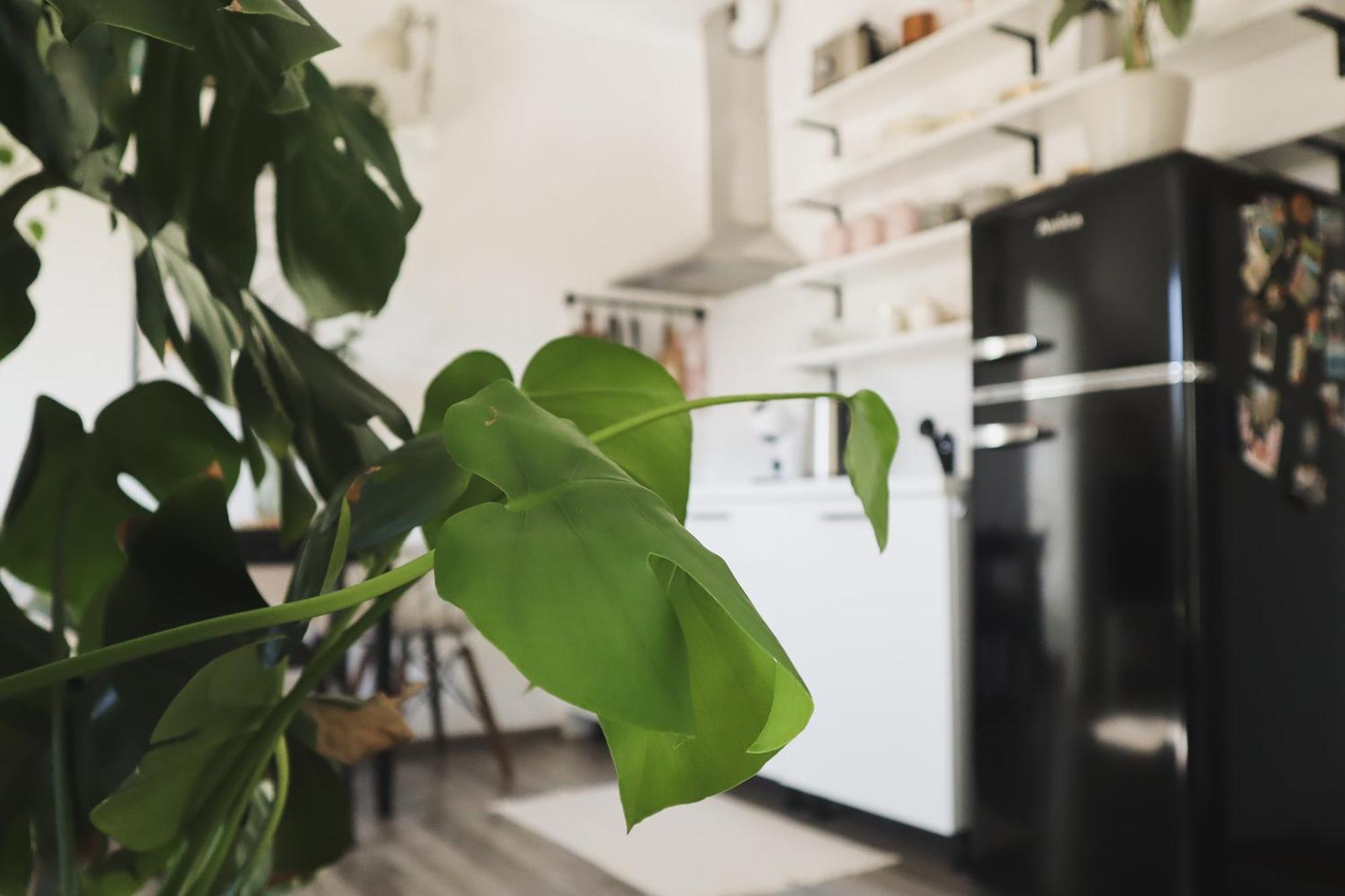 Urban Jungle Apartment - Free Parking Любляна Экстерьер фото